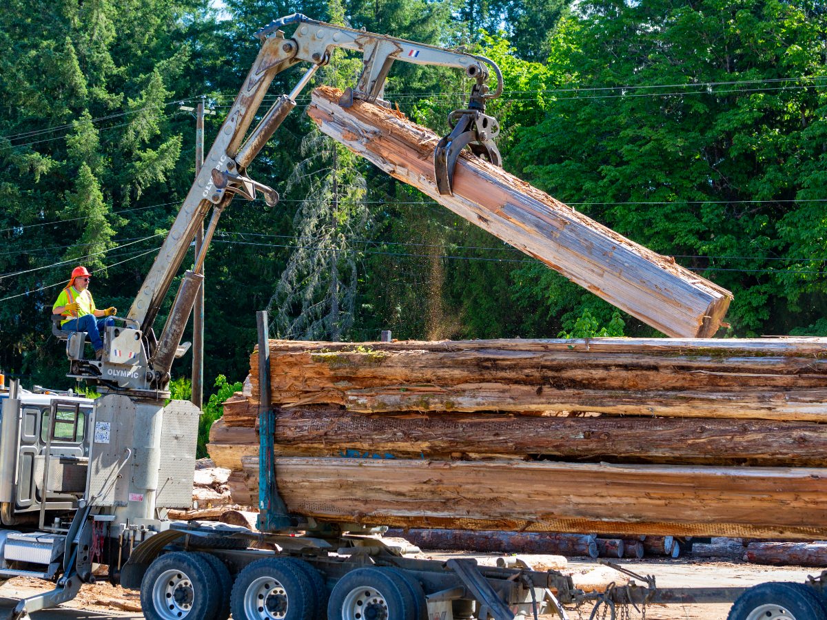 wood logs being loaded into machine